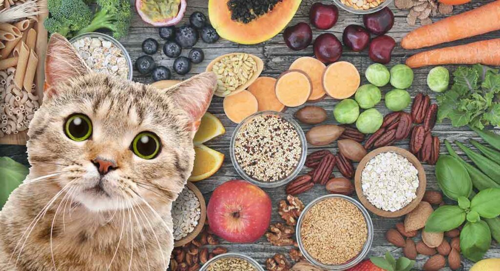 غذای مرطوب بدون غلات با طعم شکار برای گربه شما+ 5 ویژگی مهم